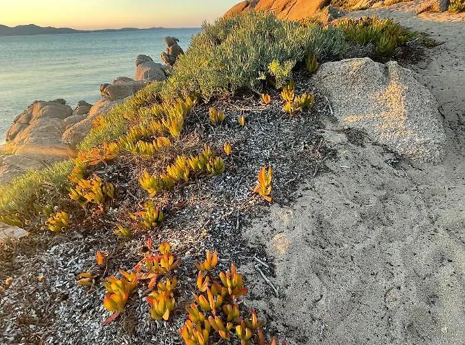 Yucca Apartment Olbia